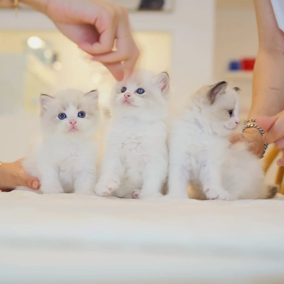 TinyPaws Munchkin kittens champion bloodlines Galveston Texas